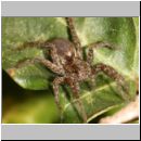 Pardosa amentata - Wolfspinne 05.jpg